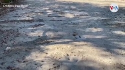 Huellas de dinosaurios de hace 113 millones de años han sido expuestas por sequía en Texas