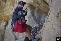 Ecologist Bryan Bedrosian with the Teton Raptor Center prepares to return a young golden eagle to its nest after banding the bird for future tracking as part of a long-term population study of the species, on Wednesday, June 15, 2022 near Cody, Wyo.