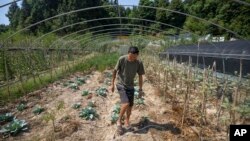 Gan Bingdong walks through vegetable plots at his farm in Longquan village in southwestern China's Chongqing Municipality, Aug. 20, 2022.