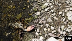 A crayfish shell lies on the dried river bed of the Infant River Thames in Ashton Keynes, England, on Aug. 8, 2022.