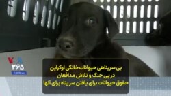 بی سرپناهی حیوانات خانگی اوکراین در پی جنگ و تلاش مدافعان حقوق حیوانات برای یافتن سر پناه برای آنها