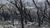 Charred trees are pictured on the outskirts of the Algerian city of El Taref, Aug. 18, 2022. Algerian firefighters were battling a string of blazes, fanned by drought and a blistering heat wave.