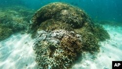 FILE - In this Oct. 26, 2015 file photo, fish swim over a patch of bleached coral in Hawaii’s Kaneohe Bay off the island of Oahu. 