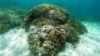 Scientists Race to Prevent Wipeout of World's Coral Reefs