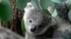 FILE - A young koala looks through eucalyptus leaves in a zoo in Duisburg, Germany, Friday, Sept. 28, 2018. 