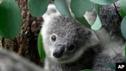 FILE - A young koala looks through eucalyptus leaves in a zoo in Duisburg, Germany, Friday, Sept. 28, 2018. 