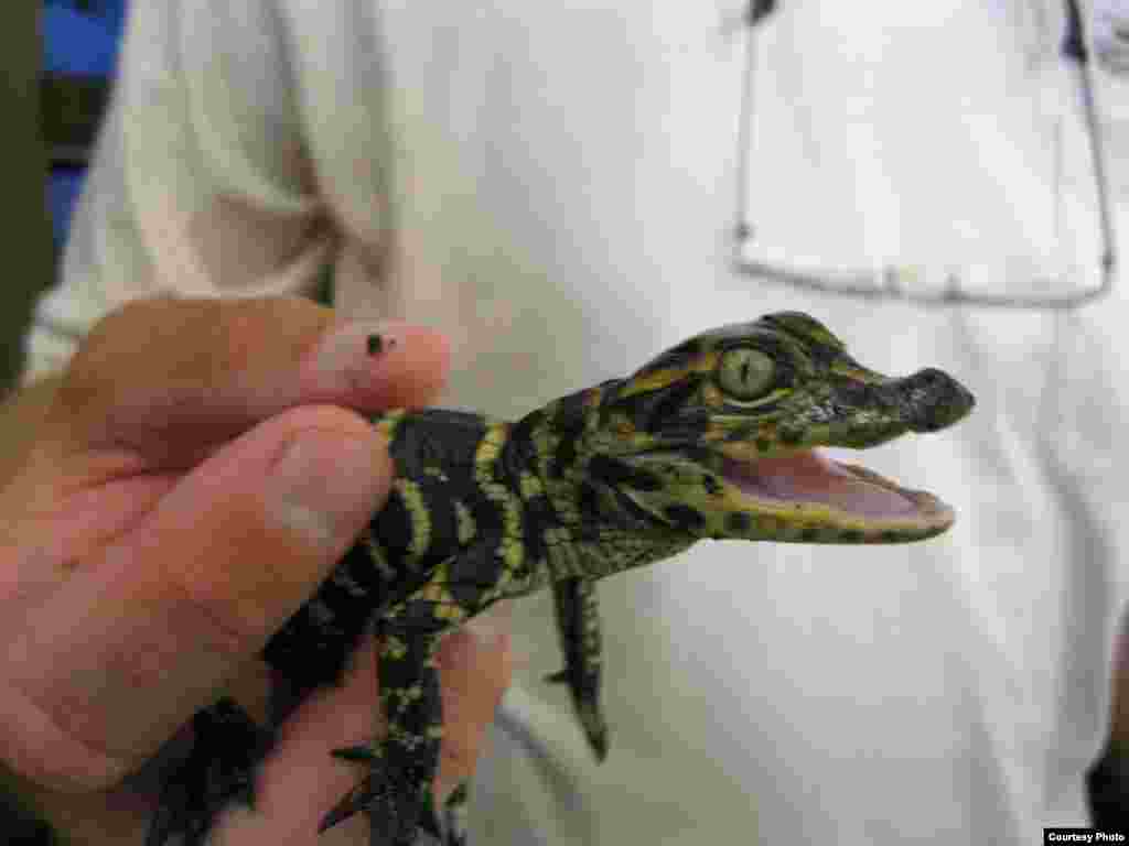 A newly hatched alligator. (Courtesy Mark Glass) 