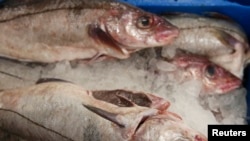 FILE - Haddock covered in ice wait to be bought at the fish market.