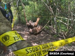 Tiga harimau Sumatra ditemukan mati terjerat di Kabupaten Aceh Timur, Aceh. (Foto: BKSDA)