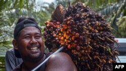 Seorang pekerja memuat buah kelapa sawit ke truk untuk diproses menjadi minyak sawit (CPO) di sebuah kebun kelapa sawit di Pekanbaru 23 April 2022. (Foto: WAHYUDI / AFP)