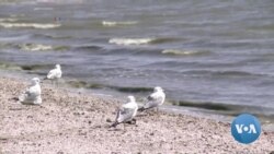 Saving California’s Salton Sea: No Easy Answers 