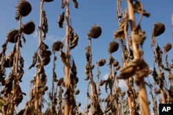Dried sunflowers stand in Kochersberg, near Strasbourg, in eastern France, on Aug. 28, 2022.