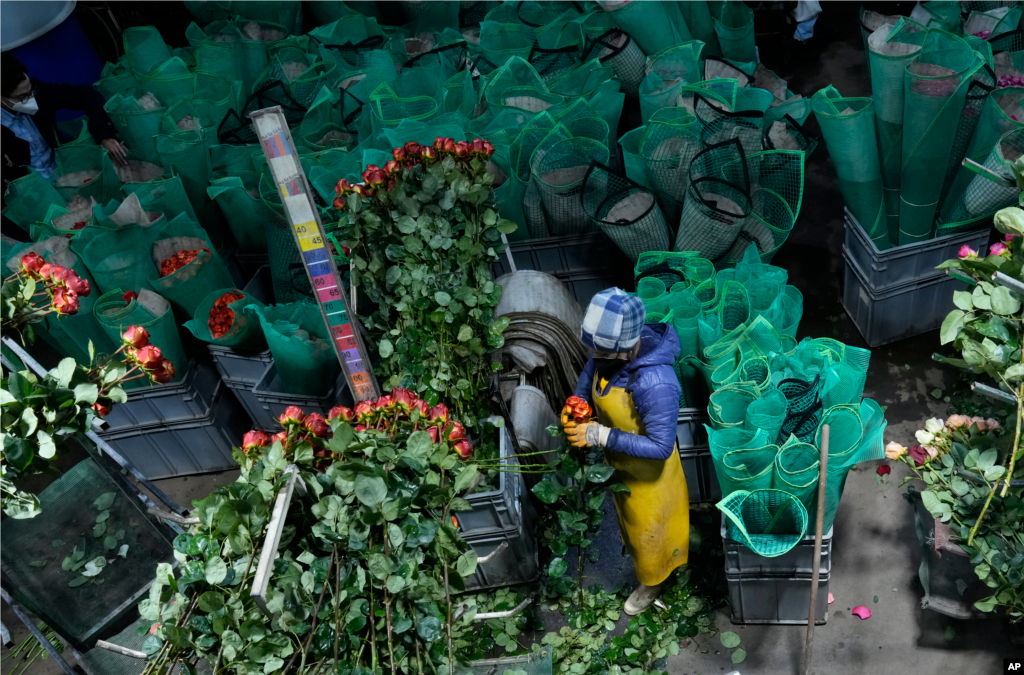 ECUADOR - La invasion rusa en Ucrania representó para el sector exportador de flores de Ecuador pérdidas estimadas en 1.200 millones de dólares por las sanciones contra Rusia y el deterioro del mercado ucraniano, países donde el productor sudamericano vendía a mejor precio las rosas, al iniciar la guerra miles de toneladas de flores se marchitaron al no tener salida y los pagos por ventas realizadas quedaron bloqueados.