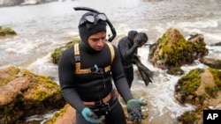 FILE - Fisherman Kiefer Taboada shows a handful of mollusks coated with oil waste from an oil spill caused by the waves from an eruption of an undersea volcano in the South Pacific nation of Tonga, at Culebras Beach in the Ventanilla district of Callao, Peru, Feb. 24, 2022. 