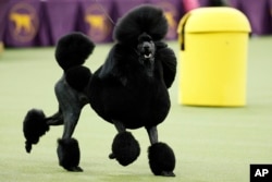 FILE - Siba, a poodle, competes for Best in Show during the 144th Westminster Kennel Club Dog Show, in New York, Feb. 11, 2020.