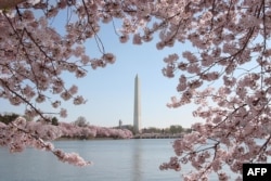 FILE - The Washington Monument is seen amid blooming cherry trees April 2, 2006 in Washington, DC. The famous blooming of the cherry trees around the Tidal Basin , a gift from Japan in 1912, has come to symbolize the natural beauty of the U.S. capital city. (AFP PHOTO/Karen BLEIER)