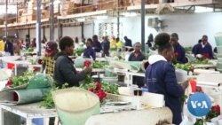 Sanctions Halt Millions of Dollars in Kenyan Trade to Russia 