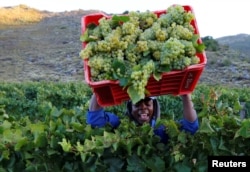 FILE - A worker harvests grapes at the La Motte wine farm in Franschhoek near Cape Town, South Africa, Jan. 29, 2016.