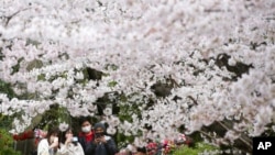 People wearing face masks stroll under cherry blossoms in full bloom at the Zojoji temple in Tokyo, March 29, 2022. 