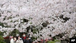Warga berjalan -jalan di bawah bunga sakura yang sedang mekar secara penuh di Kuil Zojoji di Tokyo, Jepang, 29 Maret 2022. (Foto: AP)