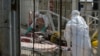 Sierra Leone Records Sharp Drop in Ebola Cases