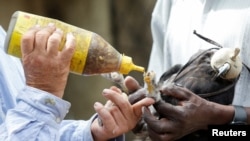 Soysambu Raptor Centre Director Simon Thomsett prepares to fix a prosthesis leg on an Augur Buzzard which was electrocuted at the Soysambu Raptor Centre inside Soysambu Conservancy in Nakuru, Kenya, April 12, 2022. 