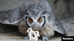 A worker feeds a white-faced scops owl at the Soysambu Raptor Centre inside Soysambu Conservancy in Nakuru, Kenya April 12, 2022.