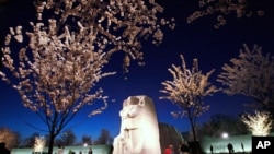 Hoa anh đào nở rộ tại Washington