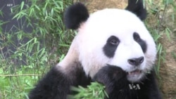 New Report Documents Rapid Wildlife Population Loss