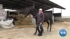 Ukrainian Horses Evacuated to Dnipro, Out Of Harm's Way