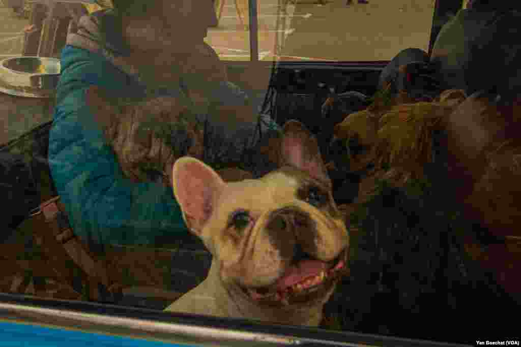 Doğma şəhərləri müharibə zonasına çevrildikdən sonra 10 iti olan ailə Zaporojjyaya gəlir