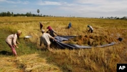 FILE - Cambodian farmers drag a tarp loaded with bundled rice to dry it during the harvesting season in Svay Chek village on the outskirts of Phnom Penh.