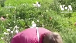 "Цілувала землю, просто цілувала", - мешканка звільненого села Вільхівка Харківської області. Відео