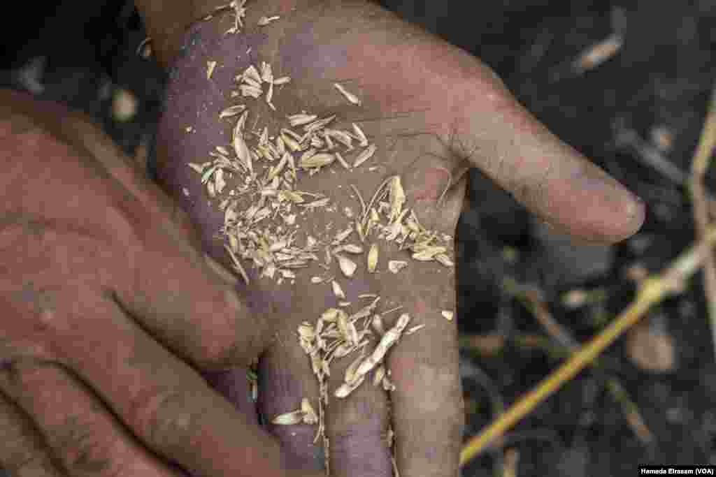 Facing the effects of rapid population growth and climate change, as well as the threat of the Grand Ethiopian Renaissance Dam, many struggling farmers depend on wastewater to irrigate their crops, which leads to unhealthy yields.