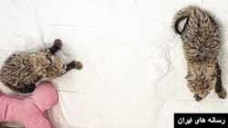 توله‌یوزهای آسیایی