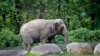 Legal Case Examines if Elephant Can Be Considered a Person