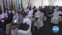 Some African Countries Want Ban on Elephant Ivory Reconsidered 