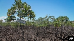 A mangrove restoration project is seen in Mtwapa, on the Indian Ocean coast of Kenya, April 13, 2022.