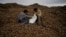 People sort and collect discarded potatoes beside a road near Makariv, on the outskirts of Kyiv, Ukraine, May 27, 2022. 