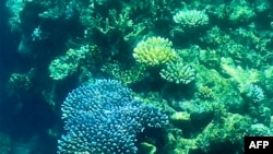 FILE - This picture taken on March 7, 2022 shows the coral on the Great Barrier Reef, off the coast of the Australian state of Queensland.
