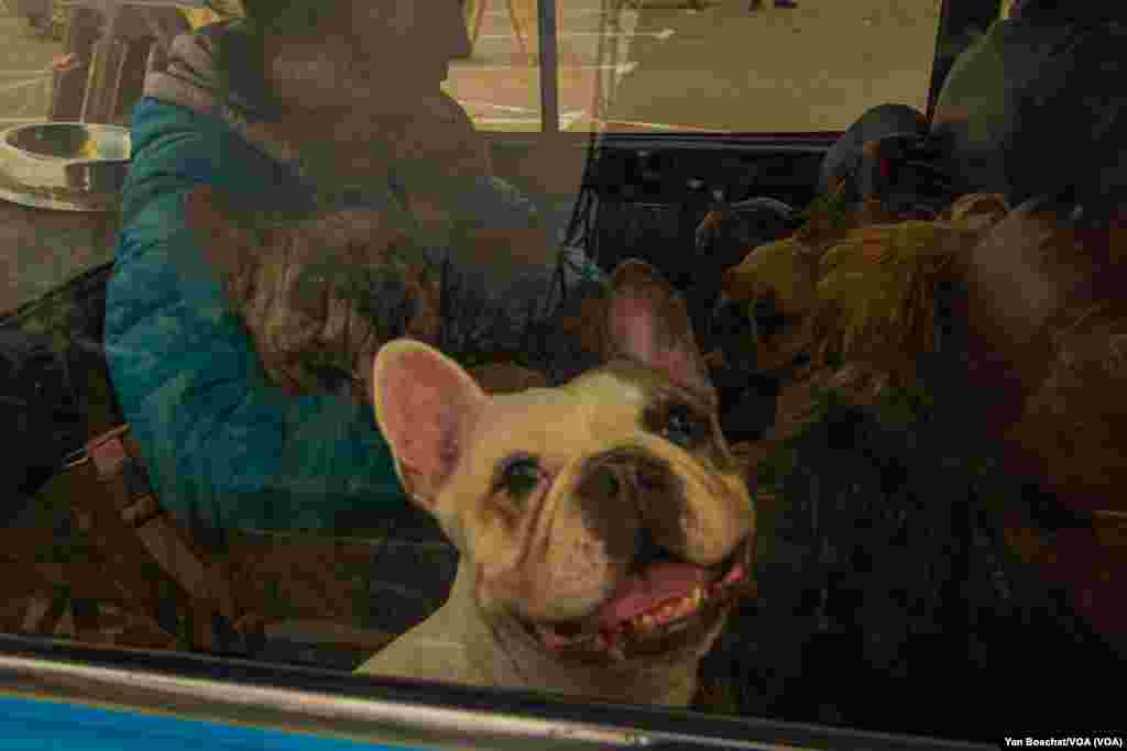 This woman, her husband and her mother were able to leave Vasylivka with their 10 dogs. They also lied to the Russian guards at the checkpoints, saying they needed to go to a hospital in Zaporizhzhia, April 27, 2022. (Yan Boechat/VOA) 