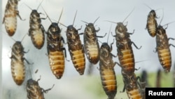In this file photo, giant Madagascar hissing cockroaches cling to box before being cremated at Bangkok hospital on May 23, 2003. (REUTERS/Sukree Sukplang)