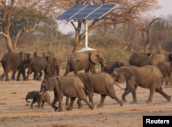 FILE - A group of elephants walk near a solar panel at a watering hole inside Hwange National Park, in Zimbabwe, Oct. 23, 2019.