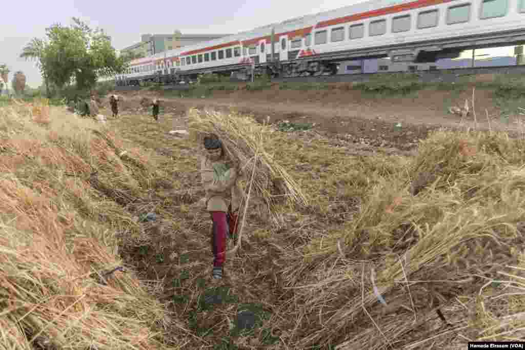 Egypt's wheat harvest was delayed by three weeks this year, due to a spell of bad weather at the end of March through the beginning of April.