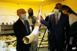 Japanese Ambassador to Zimbabwe Satosh Tanaka, left, and Tinashe Farawo, Zimbabwe National Parks spokesperson, right, hold an elephant tusk during a tour of the ivory stockpiles in Harare, Monday, May, 16, 2022. (AP Photo/Tsvangirayi Mukwazhi)