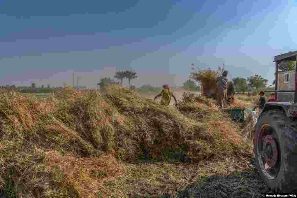 The agriculture sector employs approximately 25 percent of Egypt's workforce.