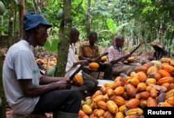 FILE - Farmers break cocoa pods in Ghana's eastern cocoa town of Akim Akooko, Sept. 6, 2012.