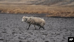 An emciated sheep walks on the dry bed of the Cconchaccota lagoon in the Apurimac region of Peru, Nov. 25, 2022.