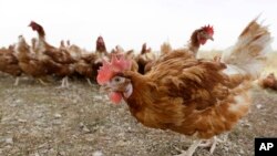 ARCHIVO - Pollos en una granja orgánica cercada en Iowa, EEUU. 21 de octubre de 2015.