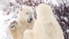 Canada's Hudson Bay Polar Bear Population Plummets 